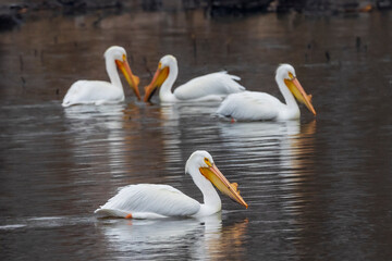 four white american pelicans swimming