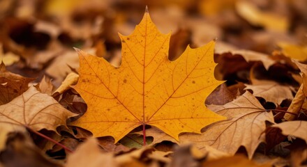 Maple leaf representing autumnal change and transition, surrounded by fallen leaves