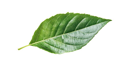 Fototapeta premium Single Green Leaf Isolated on White Background – Natural Botanical Element for Eco-Friendly, Organic, and Nature-Inspired Designs