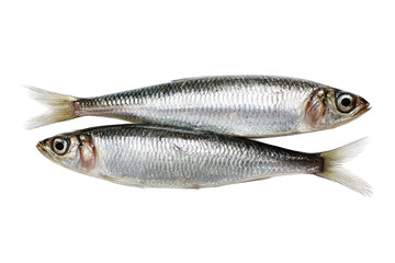 Freshwater Silverfish High-Quality Images of Two Small Fish