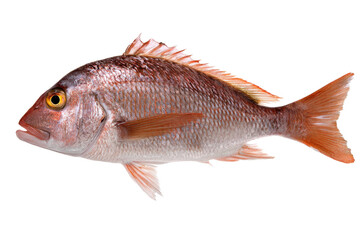 Freshwater Fish High-Resolution Image of a Red Snapper