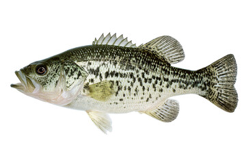 Largemouth Bass Fish Image