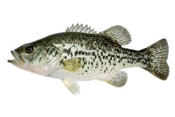 Largemouth Bass Fish Image