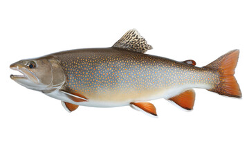 Bull Trout Fish Image