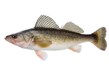 Zander Fish Aquatic Wildlife