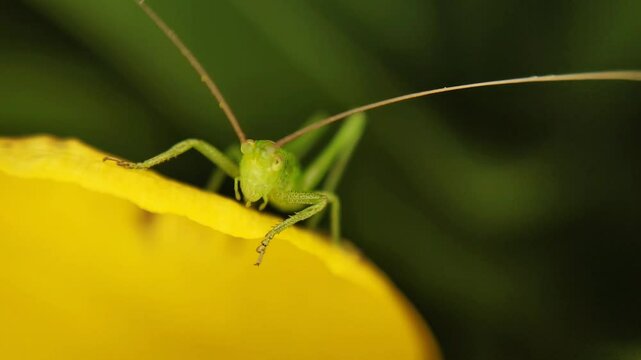 bright green grasshopper sits on yellow tulip flower Tulipa biebersteiniana, Tulipa quercetorum, bright saturated colors, close-up