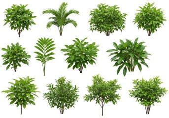 Collection of various isolated garden plants and shrubs on a plain backdrop