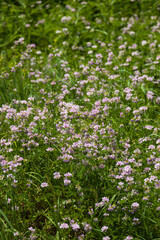 Fototapeta premium Field of pink flowers