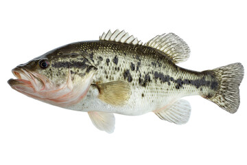 Fototapeta premium Largemouth Bass Fish Photo