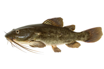 Brown Catfish Aquatic Life