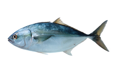 Obraz premium Oceanic Fish Bluefin Tuna