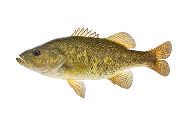 Smallmouth Bass Fish