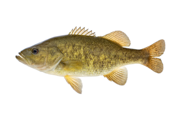 Smallmouth Bass Fish