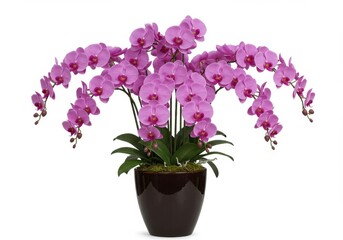 Arrangement of vibrant orchids in a glazed pot against a plain backdrop
