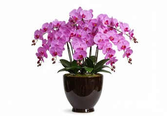 Arrangement of vibrant orchids in a vase against a plain background area