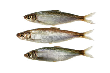 Three Small Silver Fish