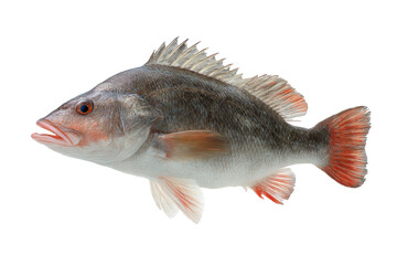 Obraz premium Freshwater Fish Species Image