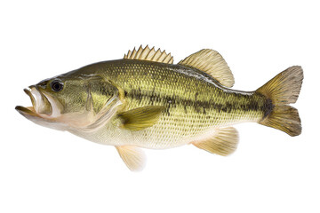 Naklejka premium Largemouth Bass Fish Photo
