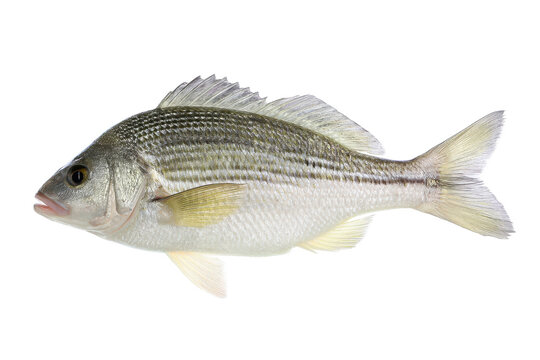 Striped Silverside Fish Photo