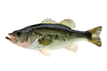 Largemouth Bass Fish Image