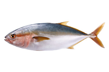 Fresh Yellowtail Fish Image