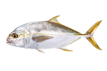 Naklejka premium Golden Jackfish Ocean's Gem