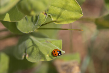Ladybug on a leave