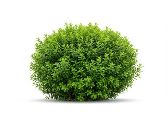 Fototapeta premium Isolated round shrub with vibrant foliage against a bright background area