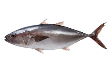 Fototapeta premium Freshwater Fish Stock Photo