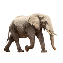 Obraz premium Elephant in motion walking at an average pace, its tusks and trunk are in full display.