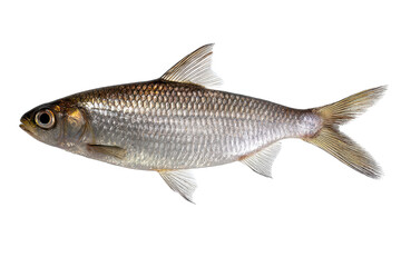 Gizzard Shad Fish Image