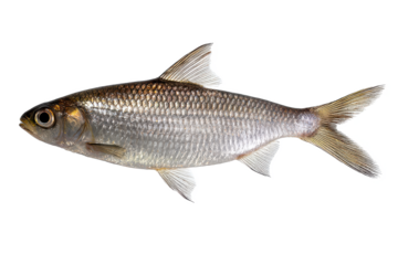 Gizzard Shad Fish Image