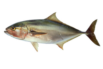 Fototapeta premium Oceanic Fish Detailed View