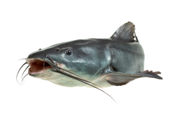 Largemouth Catfish Close-Up