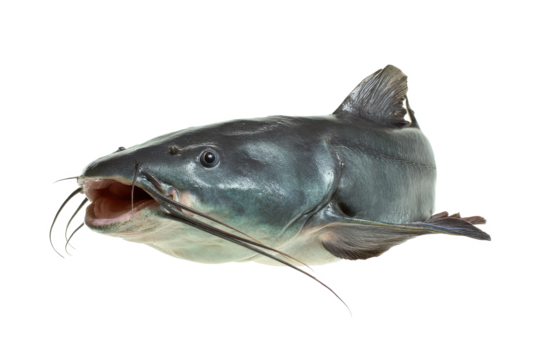 Largemouth Catfish Close-Up