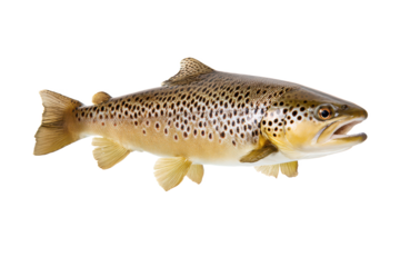 Brown Trout Fish Image