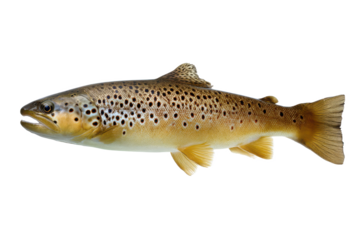 Brown Trout Fish Image