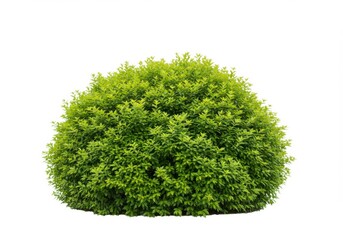 Fototapeta premium Isolated vibrant green bush with dense foliage against a plain backdrop view