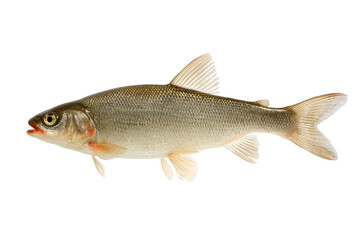 Fototapeta premium Grayling Fish Freshwater Beauty