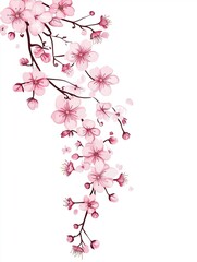 Free hand drawn cherry blossom white background