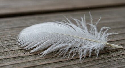 White feather representing purity and lightness, on wooden planks