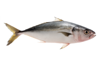 Fresh Yellowtail Fish Image