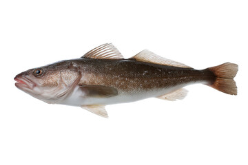 Pacific Hake Fish Stock Photo