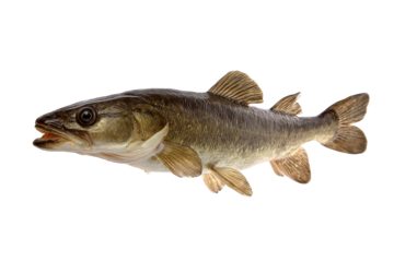 Burbot Fish Aquatic Wildlife