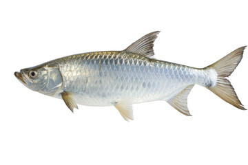 Fototapeta premium Silver Tarpon Fish Stock Photo