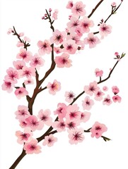 Fototapeta premium Free hand drawn cherry blossom white background