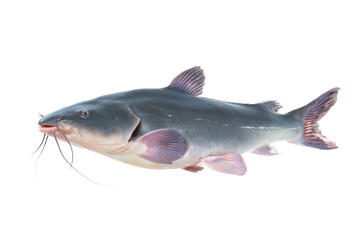 Freshwater Catfish Close-Up