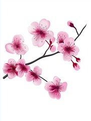 Fototapeta premium Free hand drawn cherry blossom white background