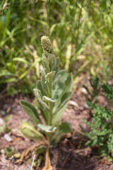 Common mullein plant with yellow flowers
