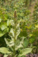Common mullein plant with yellow flowers
